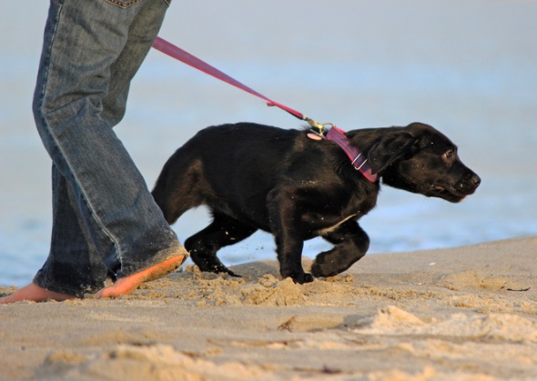 how to prepare for a new puppy how to prepare for a new in your home how to prepare for a new puppy how to prepare for a new in your home