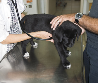 Lab puppy with vet and owner in exam room