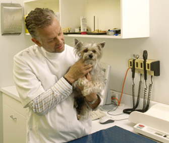 Dog With Vet