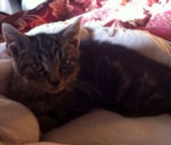 Maxwell was found the day after the hurricane, separated from his mom. He's headed to a permanent home this month.