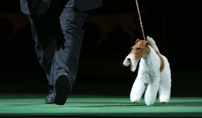 Sky Westminster Best in Show