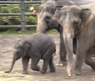 The Oregon Zoo takes a look back at Lily the elephant's first year.