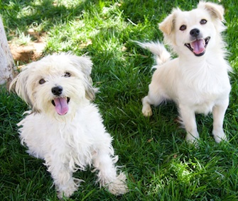 Bonded dogs Monica and Chandler were rescued from the streets of Los Angeles.