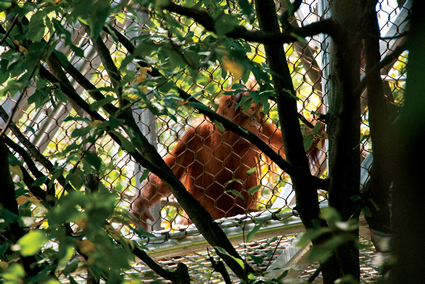 orangutan
