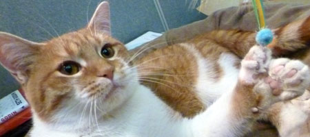 Daniel, a tabby cat with 26 toes