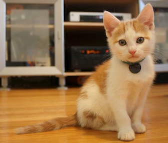 Ralphie the kitten has fully recovered after being found with his paws frozen to a metal fence.