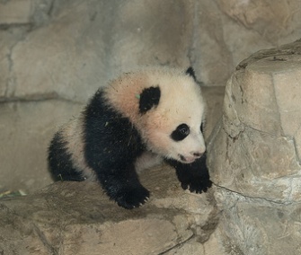 The National Zoo's panda cub met adoring crowds for the first time over the weekend.