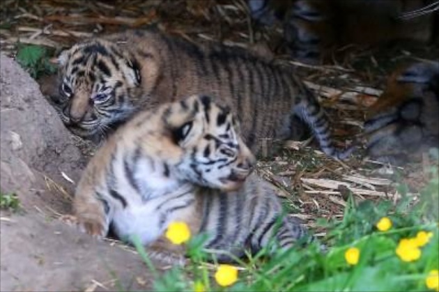 Chester Zoo Sumatran tiger cubs