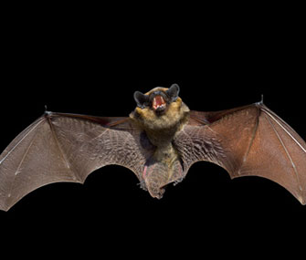 A new study finds bats use their calls to court mates.