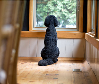 Dog at Window