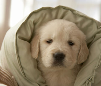 Believe it or not, a new study finds that looking at this cute puppy might help you focus.