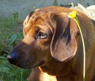 Obie, an obese Dachshund, is working to shed pounds in a new home.