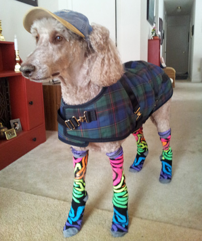 Dog in Rain Outfit