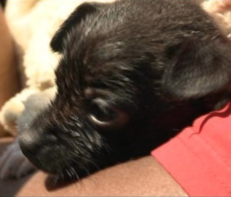 Storm was rescued by firefighters after falling into an open storm drain.
