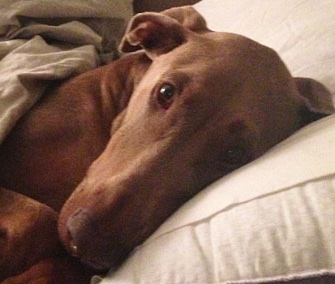 Mocha the Doberman survived eating three watches thanks to her owners' fast actions.