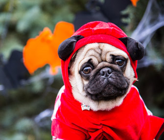 Pug in Halloween costume