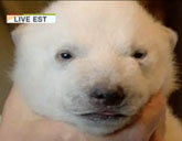 Siku the polar bear