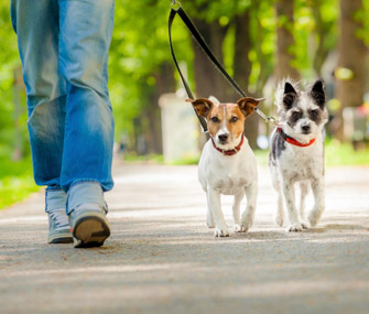 Walking Dogs
