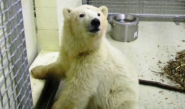 Orphaned polar bear at the Assiniboine Park Zoo