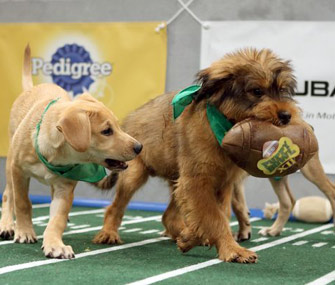 Puppy Bowl XII