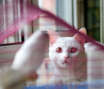 Cat watching bird