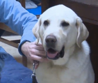 Beethoven, a guide dog, was reunited with his blind owner after being missing for about 24 hours.