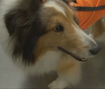 A vet intern found a tick on Ollie just before he was set to be put down because he was suffering from paralysis.
