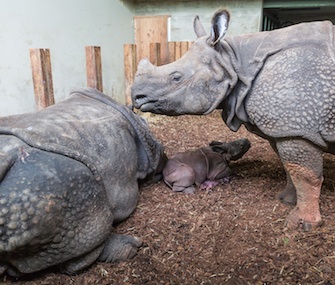 Kiran, a male calf, was born last week while his big sister stood by.