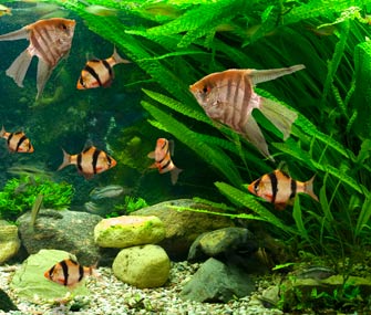 types of freshwater fish pets