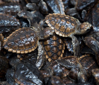 Loggerhead sea turtle hatchlings released in Boca Raton, Florida