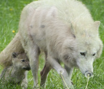 One of the five pups explores with its mom in Denmark.
