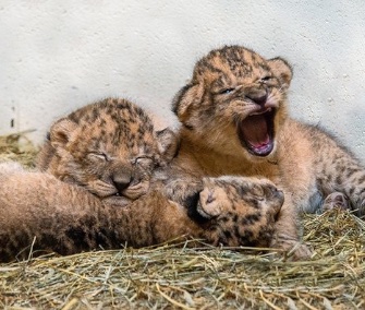 This adorable trio of lion cubs born at the Indianapolis Zoo will be named with the public's help.
