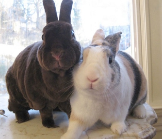 Bunnies