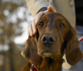Petting dog