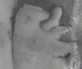 A newborn polar bear cub cuddles with mom Crystal in a sweet new video from the Toledo Zoo.