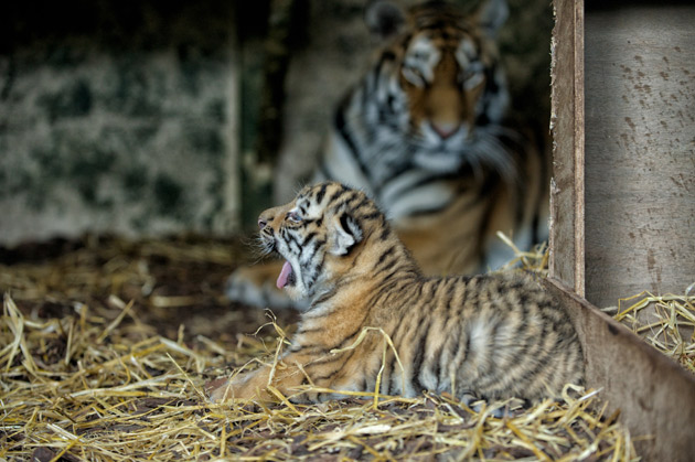 Tiger cubs named after Andy Murray