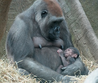 One of the Bronx Zoo's newborn western lowland gorillas cuddles with its mom.