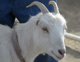 Pet goat Snowbird