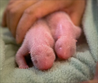 Giant panda Lun Lun gave birth to tiny twin cubs at Zoo Atlanta.