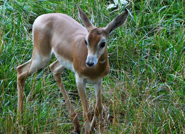 Addra Gazelle Calf