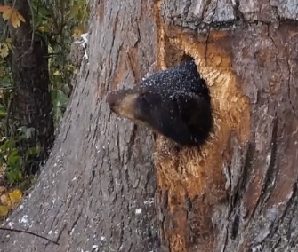 Officials in Wisconsin helped free two bear cubs who were trapped inside a tree.