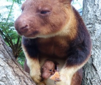 A 6-month-old female tree kangaroo peeks out of her mother's pouch at the Taronga Zoo.