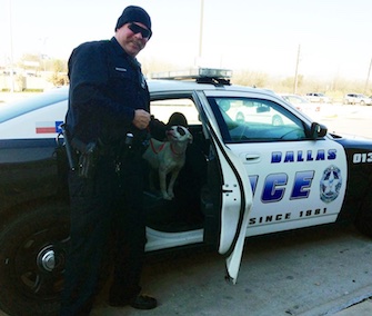 Laurel looks lovingly at Dallas Police Officer John Rogers, who rescued her from a busy highway.