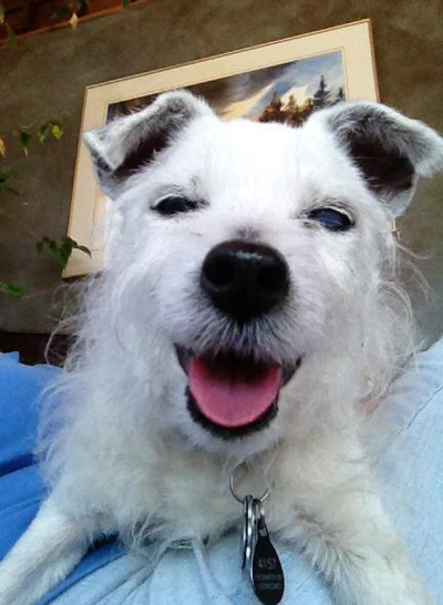 Senior Dog Selfie