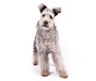 Pumi
