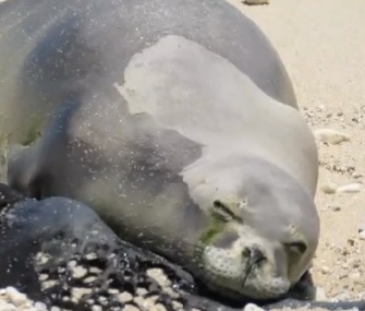 Officials saved Luana, a 1-year-old Hawaiian monk seal, after she was accidentally hooked by a fisherman.