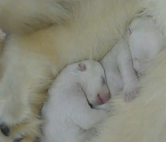 Polar bear birth filmed in color
