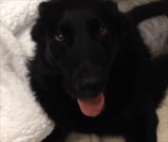 Woodland, California, Police K9 Peydro is recovering from a spinal injury after an accident on the job.