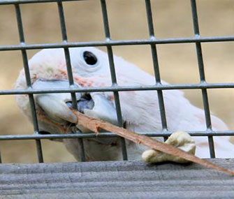 Figaro the cockatoo uses a stick to try to reach a toy.