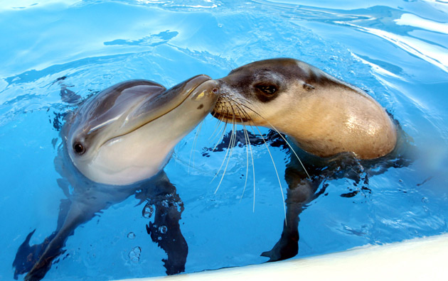 Dolphin and seal friends